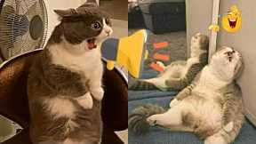 Cat Videos - Funniest Cats 😽 Try Not To Laugh 😂 Impossible tiktok