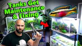 AQUARIUM UPDATES!! Maintenance, Trimming, Planting & FISH!! | MD Fish Tanks