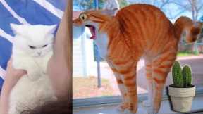 Best Funny Animal Videos Of The 2022 🤣 - Funniest Cats & Dogs Videos 😺😍|| Cute #amazing #cute