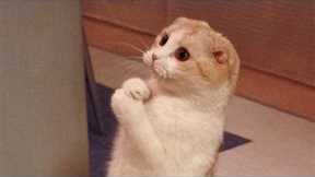 Funniest Cats And Dogs Videos 😺😍#89