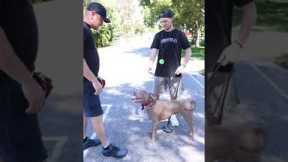 How to Stop Your Dog from Jumping on People
