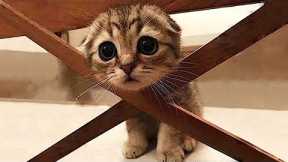 Funny Cats And Dogs Videos 😺😍 #33