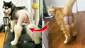 Funniest Kittens - Cute Funny Dog and Cat Videos - Part 26