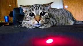 Funniest Cats And Dogs Videos 😺😍#85