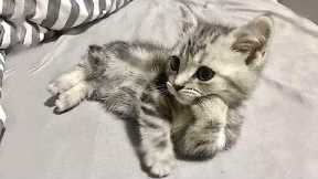 Funniest Cats And Dogs Videos 😺😍#71
