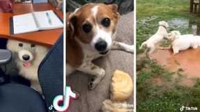 Best Compilation of Cute PUPPIES & Funny DOGS! 🐶🐶