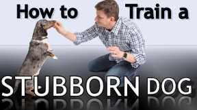 How To Train a Stubborn Dog