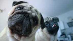 The Best Dog Videos Funny DOG Videos 2023 😂 Cutes Puppies Shorts