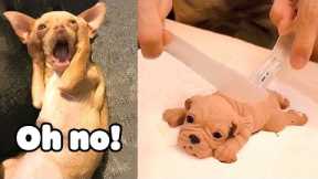 Funniest Kittens - Cute Funny Dog and Cat Videos - Part 27