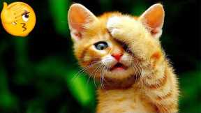 Funniest Cats And Dogs Videos 😺😍#91