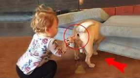 Funniest Kittens - Cute Funny Dog and Cat Videos - Part 34