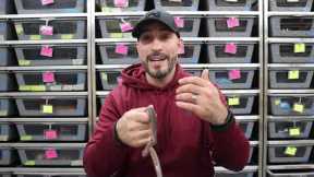 How Often Can You Handle Your Snake?