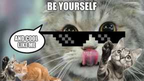 Cat Videos - Funniest Kitten 😽 Try Not To Laugh 😂