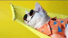 Cat Videos | Cute And Funny Cat Videos | Kittens Videos #shorts #cat #kittens
