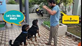 how to handle two Rottweilers | funny dog videos | the rott new video