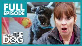 Dog LUNGES And BARKS At Baby Constantly | Full Episode | It's Me or the Dog