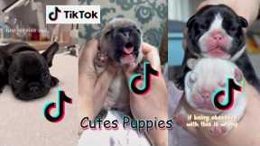 PUPPY Videos Ever 🐶 Compilation of Funny Cutes Puppies Shorts 2022