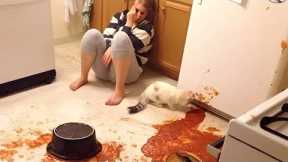 Owners are CRYING, you are LAUGHING! - Funny ANNOYING & TROUBLEMAKING CATS
