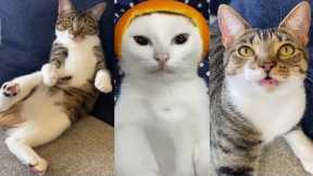 The Funniest Cat Videos on the internet | Cute and Funny Cats Compilation | Funny cat videos tiktok