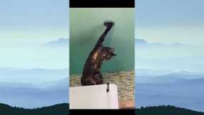 Funny animals - Funny cats / dogs - Funny animal videos / Best videos
