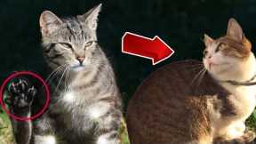 Cute Cat videos | Best Funny Cats and Kittens videos