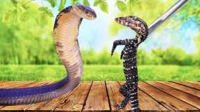 Feeding Exotic Lizards To Our King Cobras