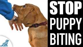 🛑 STOP Puppy Biting Fast! Everything You NEED To Know