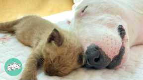 Woman Finds Abandoned Kittens. Bull Terrier Falls In Love With Them | Cats Love Dogs