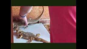 How I clean my beardie enclosure #kokkieandthedragons