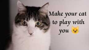 Make your cat to play with you|cat funny video|how to train a cat|make your cat attract😺