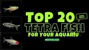 TOP 20 TETRA FISH - DIFFERENT TYPES OF TETRA FOR YOUR AQUARIUM | BEST FISH FOR YOUR NANO FISH TANK
