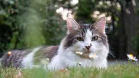 Cat Video 2023 | Best Cats Video | Funny Cats And Kittens Videos | Cute  Baby Cat Videos Compilation