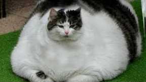 Funny Cats And Dogs Videos 😺😍 #31