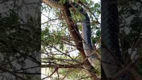 Biggest snake in world || snake || #snake #snakelife #snakeheadhunting #kingcobra