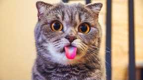 Funniest Cats And Dogs Videos 😺😍#87