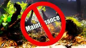Hate Aquarium Maintenance? Watch This! How to Reduce The Time It Takes to Maintain Your Fish Tank