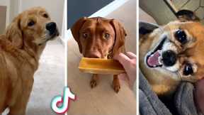 Best DOG Videos Ever!! 😻 (Funny PUPPIES Compilation) 😹