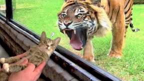 Funny Cats And Dogs Videos 😺😍 #46