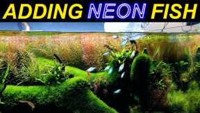 ADDING RAINBOWS to the RIVER AQUARIUM!! (finally time!!)