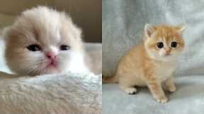 Cat Videos 😽 -  Funny Cats 😂 and Kitten Videos | tiktok