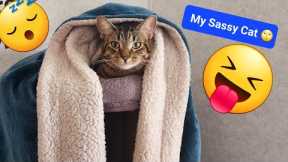 Cat getting Really Sassy with the Kittens ☹️ Big Cat is Enough of Kitten 😴 #cat #cutecat #sassy #fyp