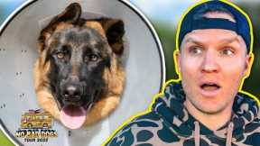 EVERYTHING YOU NEED TO TRAIN YOUR DOG AT HOME!