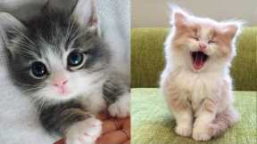 Cute Cat Video 2022 |  cute kitten videos |  cute cat and dog videos #4