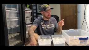Water Monitor Incubator on OVERLOAD and BAD NEWS!!!