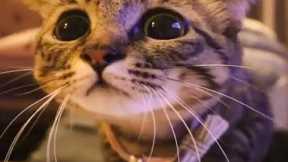 Funny Cats And Dogs Videos 😺😍 #73