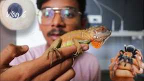 Home tour and exotic pets | Vlog With Raj | Vlog 6