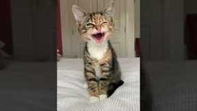 #shorts cats talk to us - The best cat😹 and kitten🐈 #033