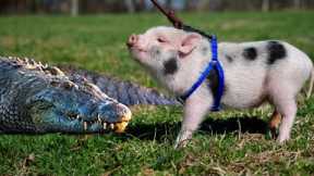 Exotic Animals That Make Surprisingly Good Pets | Exotic Pets