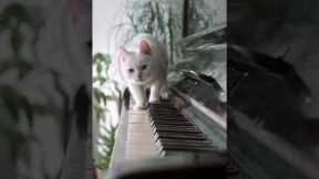 Funny Cat Tricks: How to Keep Your Cat from Ruining Your Home #shorts #tricks