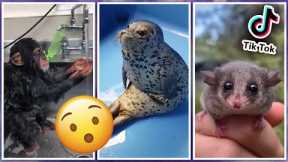 Most Amazing Unusual Pets TikTok Compilation #1🐾 Exotic Pets Viral Video